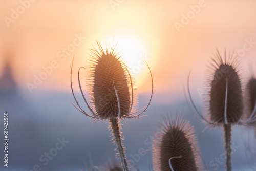 Dry flowers of wild teasel or fullers teasel, dipsacus fullonum or dipsacus sativus on sunset, closeup. photo