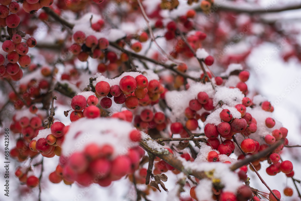 Winter's Crimson Beauty: Snow-Covered Rowan in Rural Landscape. Enchanting Winter Scenes: Capturing the Festive Red Rowan in a Snow-Covered Countryside Winter's Crimson Beauty: Snow-Covered Rowan in Rural Landscape. Enchanting Winter Scenes: Capturing the Festive Red Rowan in a Snow-Covered Countryside