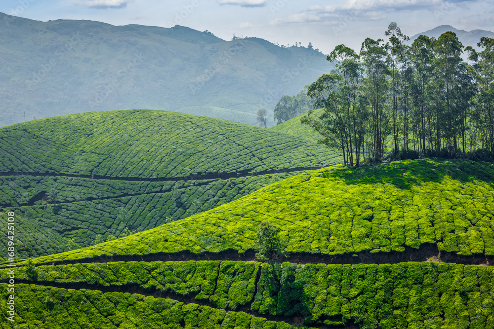 Indian Green Tea plantations in Munnar, Kerala, India