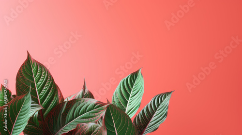 Dieffenbachia tropical leaves on coral color background minimal summer