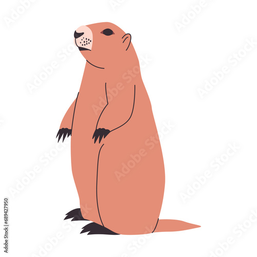 brown color groundhog or woodchuck standing pose wild nature rodent and mammal animal