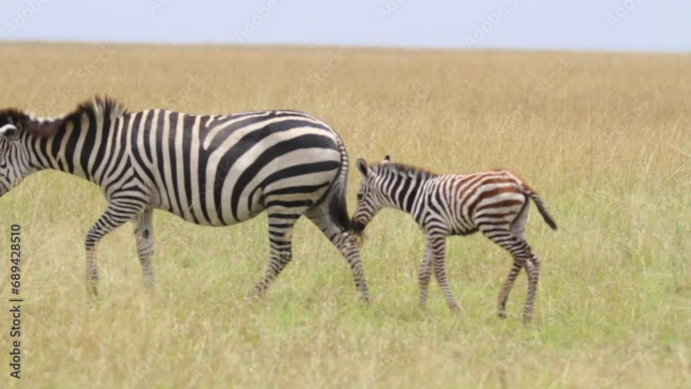Adult and child zebra in grassy Kenya field Adult and child zebra in grassy Kenya field