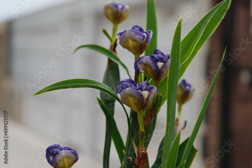 buds of blossoming German iris on the streets of Buenos Aires, Argentina
