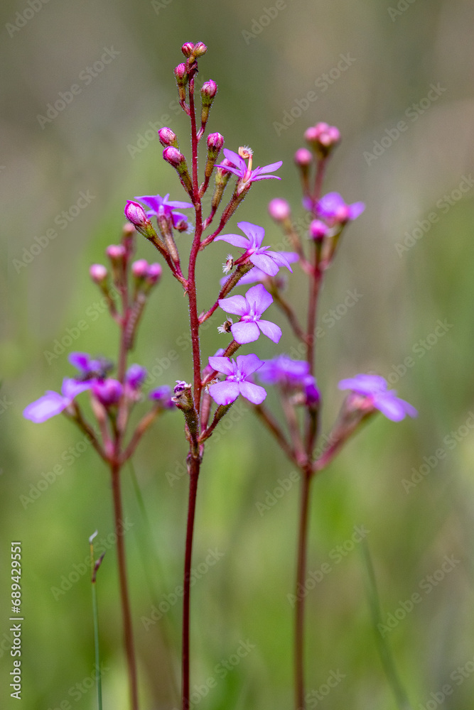 Australian Trigger Plants growing in New South Wales heathland Australian Trigger Plants growing in New South Wales heathland