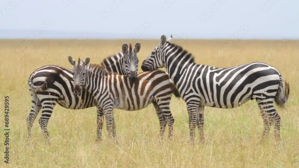 Three Zebras In Dry Field - Wide Shot Three Zebras In Dry Field - Wide Shot
