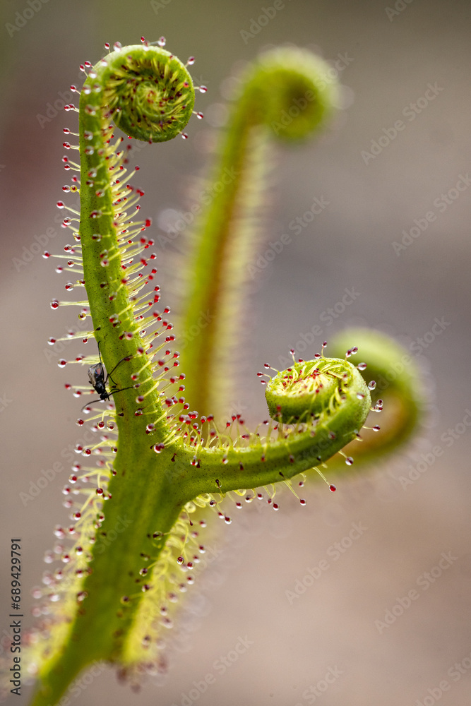 Fototapeta premium Forked Sundew plant showing sticky droplets for catching insects