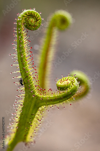Forked Sundew plant showing sticky droplets for catching insects