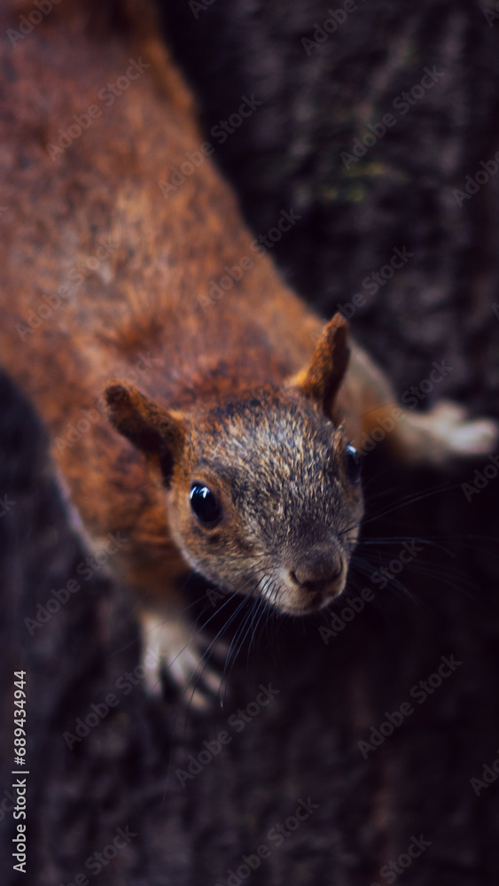 Estampa Natural: Capturando la Esencia Artística de una Ardilla Estampa Natural: Capturando la Esencia Artística de una Ardilla