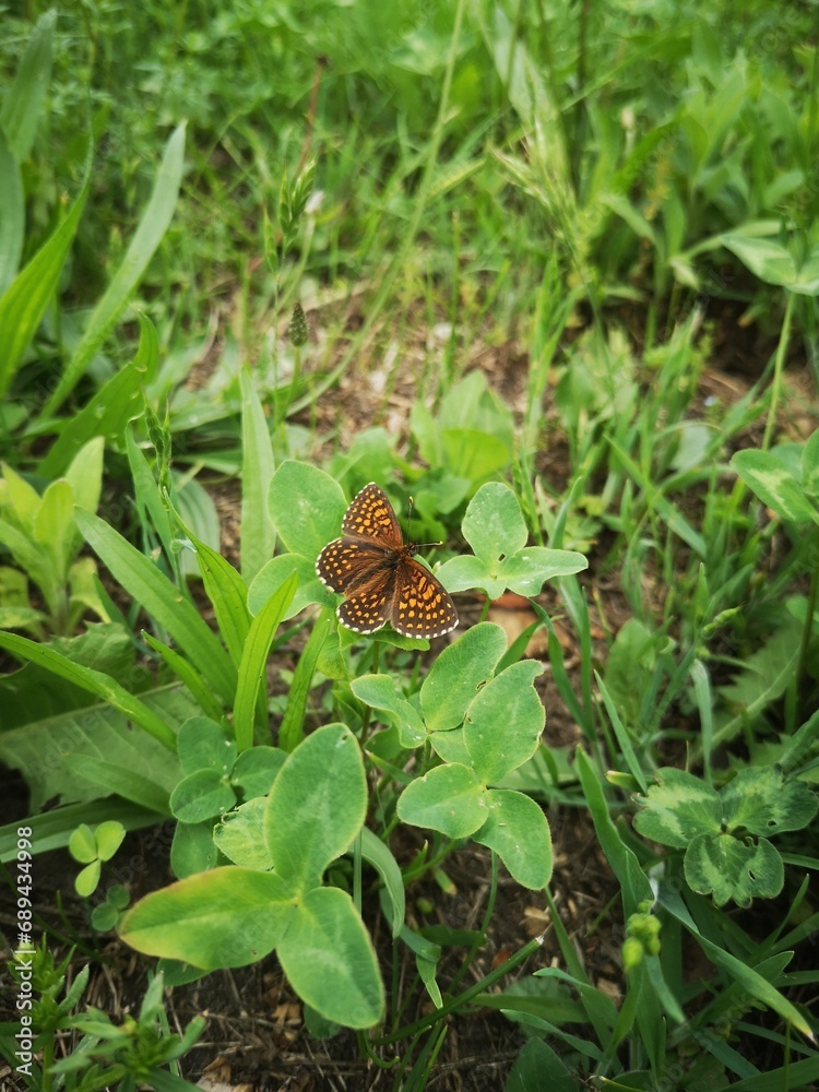 Fototapeta premium Nature 