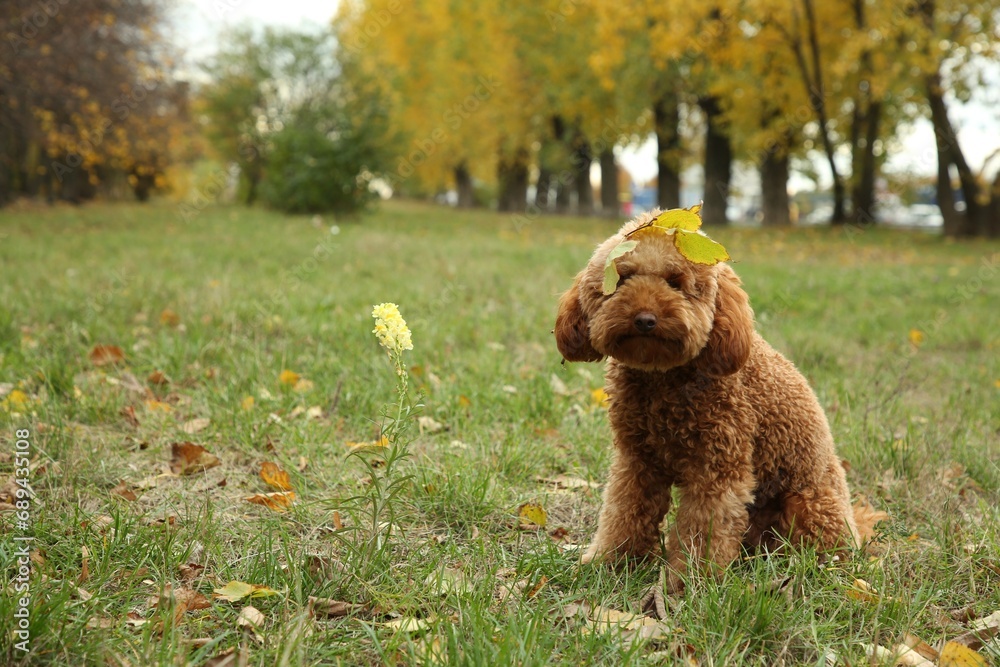 Fototapeta premium Cute fluffy dog with fallen leaves in park, space for text