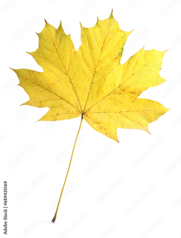 Autumn season. One maple leaf isolated on white Autumn season. One maple leaf isolated on white