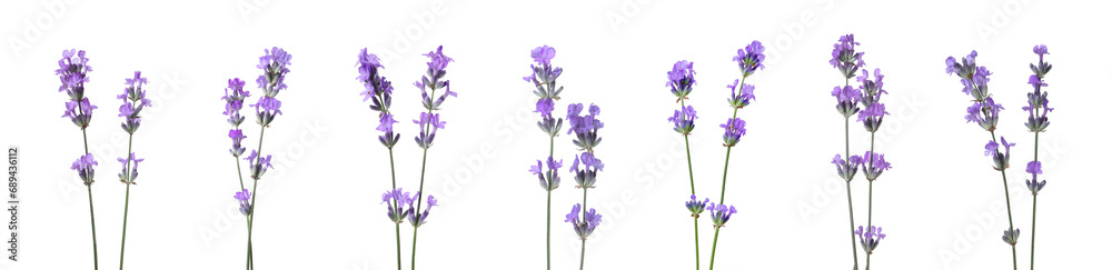 Beautiful lavender flowers isolated on white, set