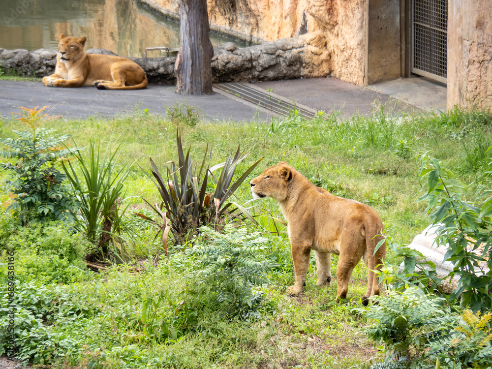 Naklejka premium ライオン(メス)。 