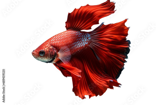 beautiful red betta fish isolated transparent background. generative ai