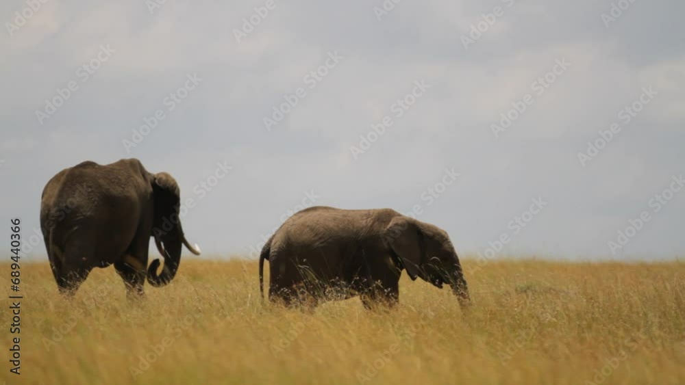 Elephant Adult and Child Walking In Grassy Field Elephant Adult and Child Walking In Grassy Field
