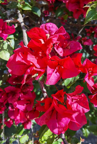 Bougainvillea (red, pink), evergreen climbing shrubs, low trees, South America, Argentina, Buenos Aires. Sunny day, close-up shot without people.