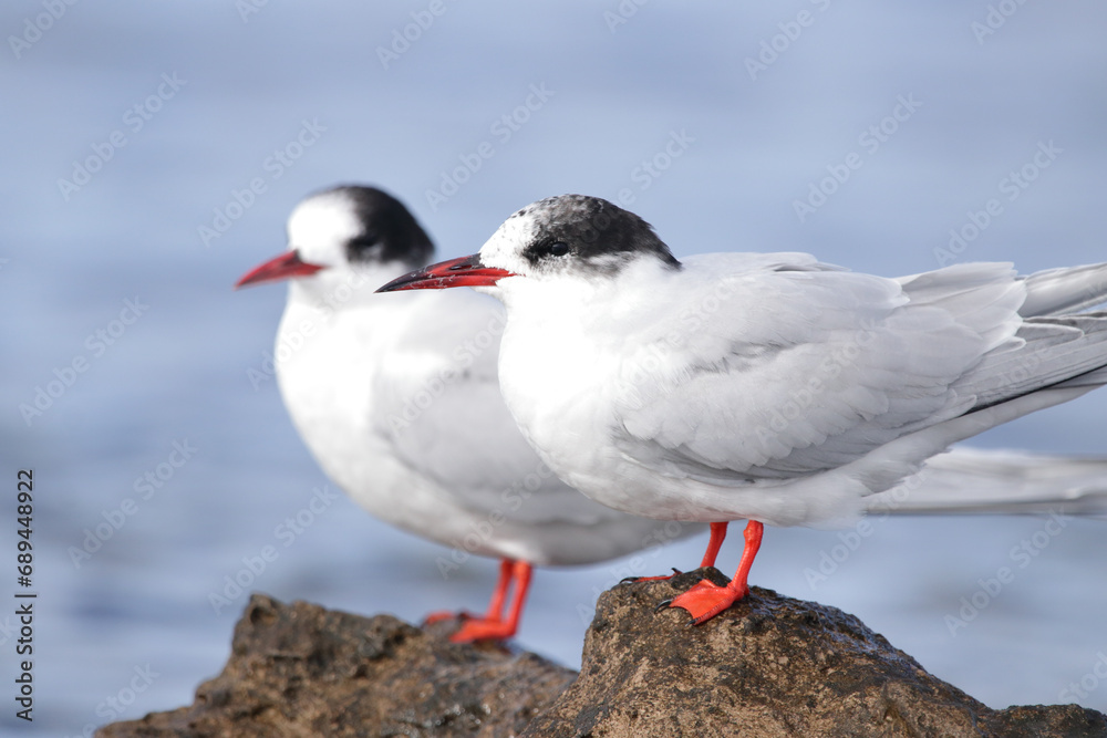 Fototapeta premium Seagull closeup