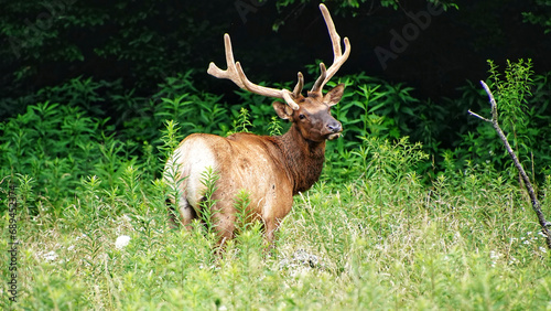 Elks in Great Smoky Mountains National Park. Wildlife watching. large elks with antlers/horns. 