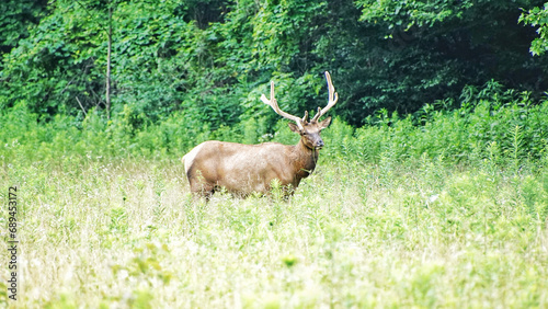 Elks in Great Smoky Mountains National Park. Wildlife watching. large elks with antlers horns. 