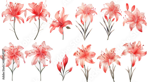Set of watercolor red spider lily isolated on white background	
 photo
