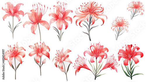 Set of watercolor red spider lily isolated on white background	
 photo