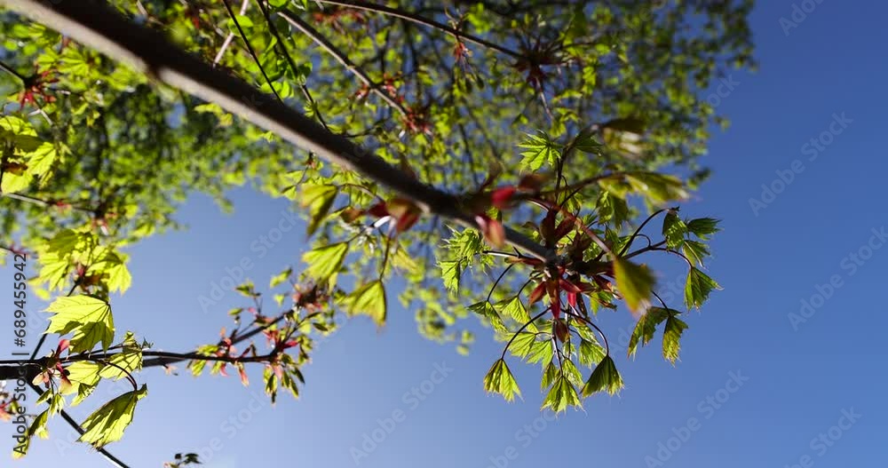 green foliage on a maple tree in spring bloom, beautiful green-tinged leaves on maple trees in spring green foliage on a maple tree in spring bloom, beautiful green-tinged leaves on maple trees in spring