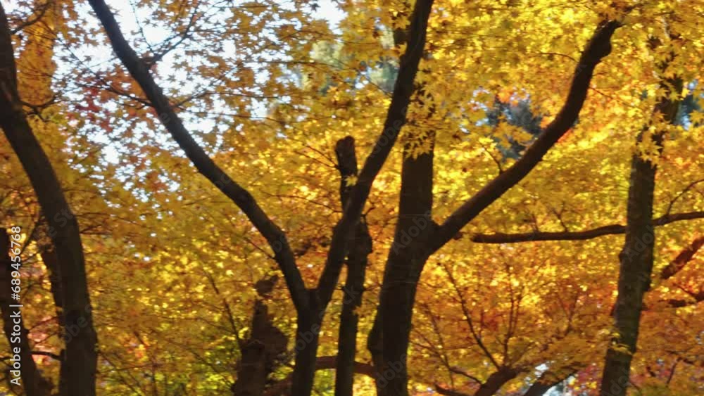 Sunlight shines through the maple forest in Lushan Scenic Area, Jiangxi