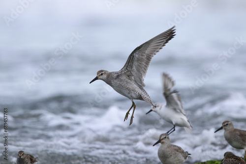 Red Knot in flight