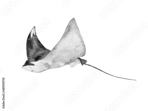 watercolor of a manta ray fling isolated on white background photo