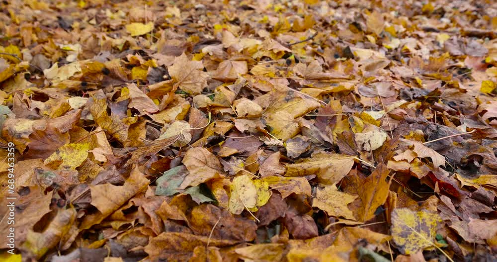 maple trees in autumn, maple in autumn in cloudy weather maple trees in autumn, maple in autumn in cloudy weather