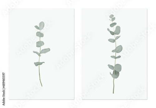 Foliage poster template design, Eucalyptus cinerea on grey photo