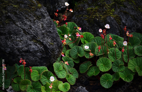 Begonia soluta Craib (Begoniaceae) is an endemic plant in Thailand that grows along the limestone crevices of Doi Hua Mot, Umphang District, Tak Province, Thailand. photo