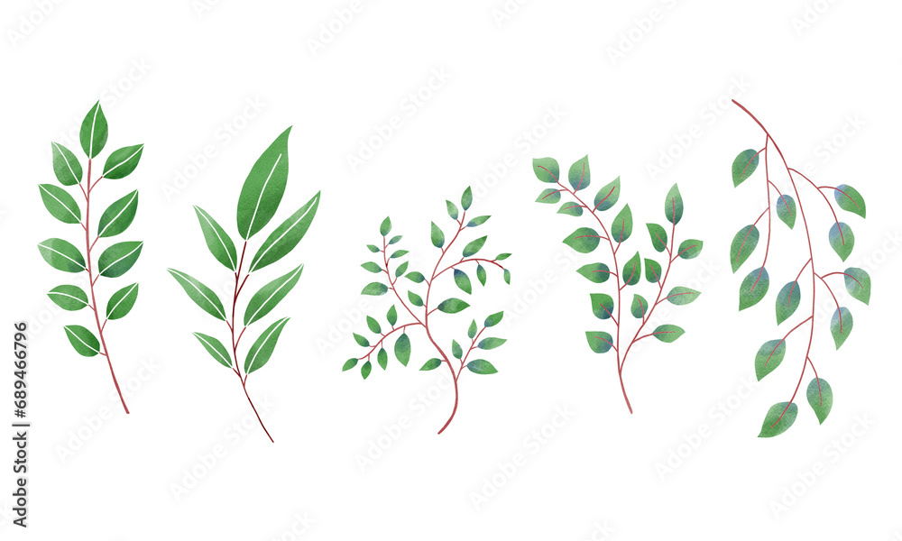 Fototapeta premium Set of botanical Leaf watercolor illustration on white background. Hand-drawn style.