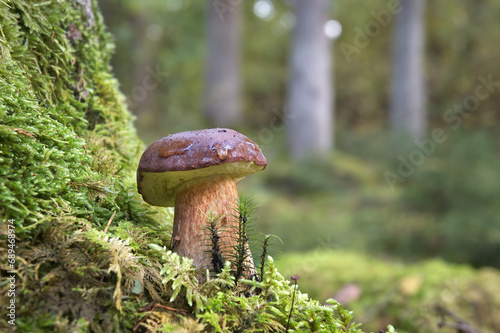 Pinewood king bolete mushroom growing in moss