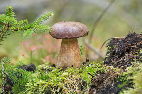Boletus pinophilus mushroom growing amidst the moss