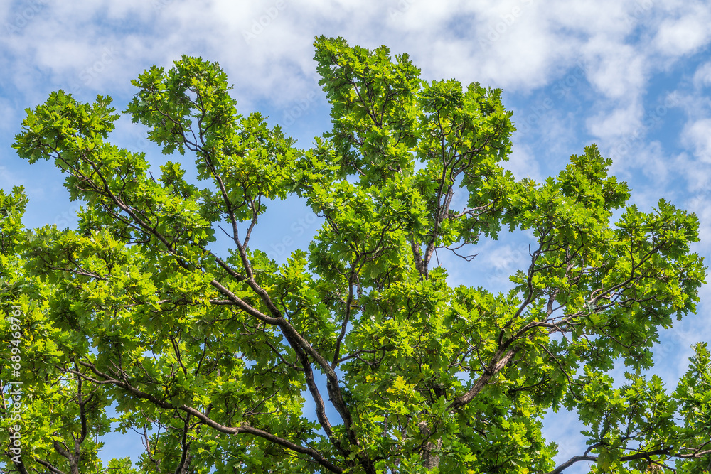 Green oak leaves background. Plant and botany nature texture. green oak leaves in woods