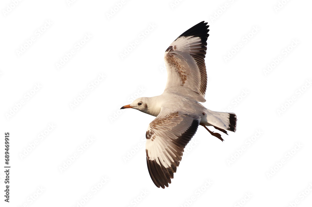 Obraz premium Beautiful flying seagull isolated on transparent background png file