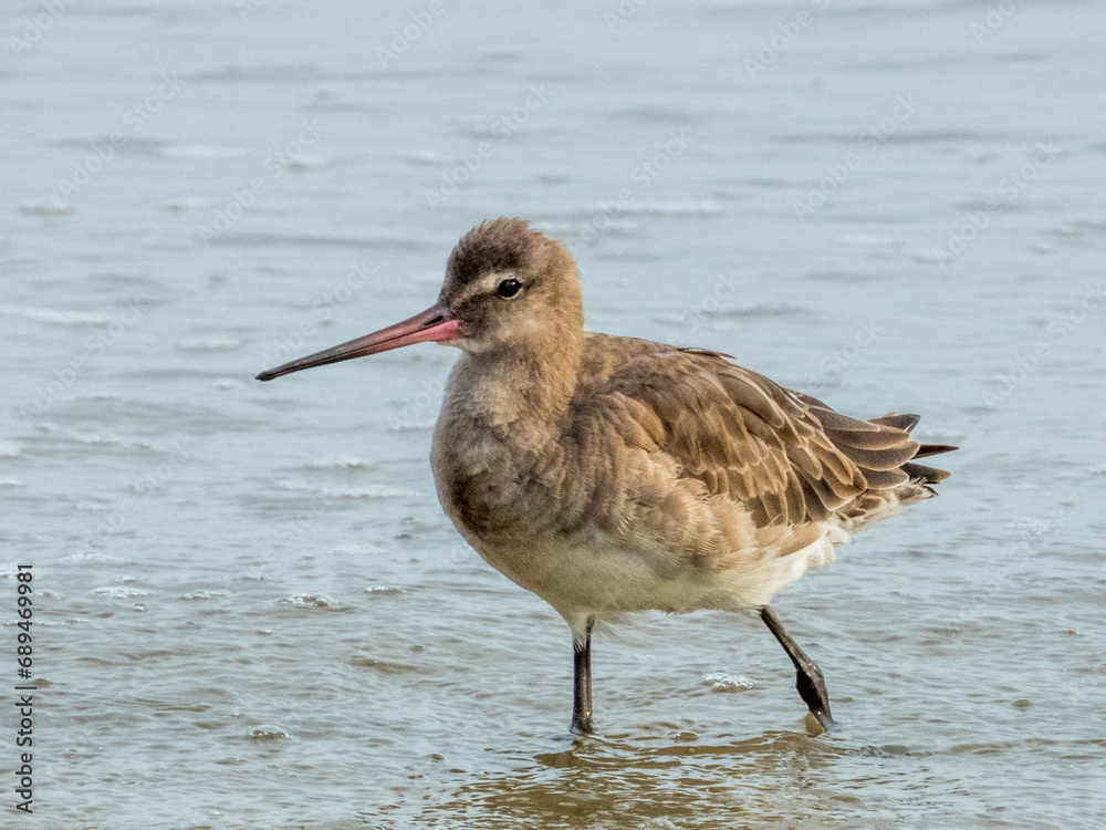 Black-tailed Godwit in Queensland Australia Black-tailed Godwit in Queensland Australia