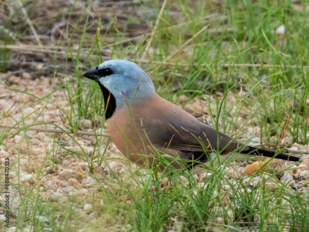Black-throated Finch in Queensland Australia Black-throated Finch in Queensland Australia