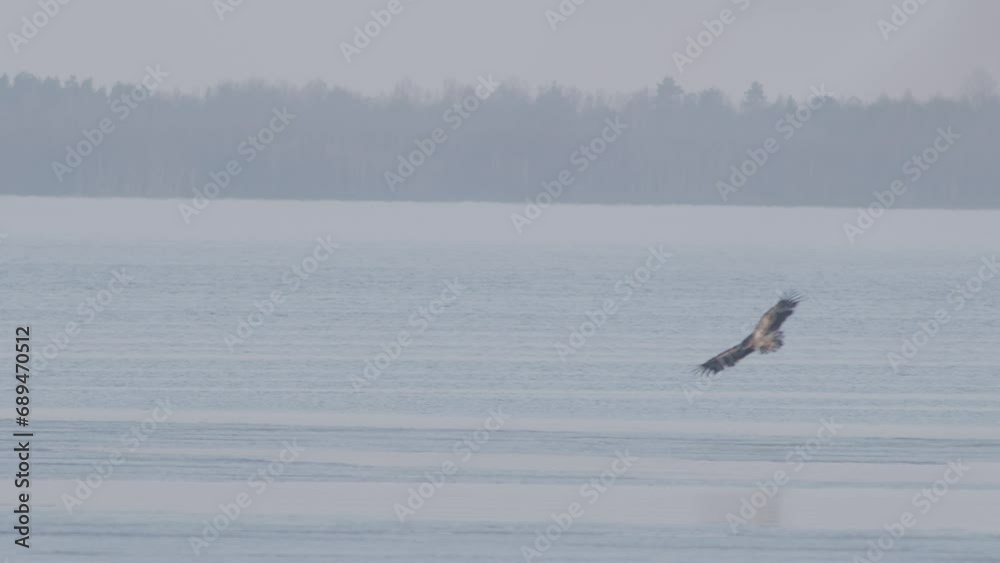 White-tailed eagle sitting on frozen lake thin ice in early spring White-tailed eagle sitting on frozen lake thin ice in early spring