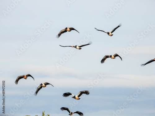 Magpie Geese in Queensland Australia