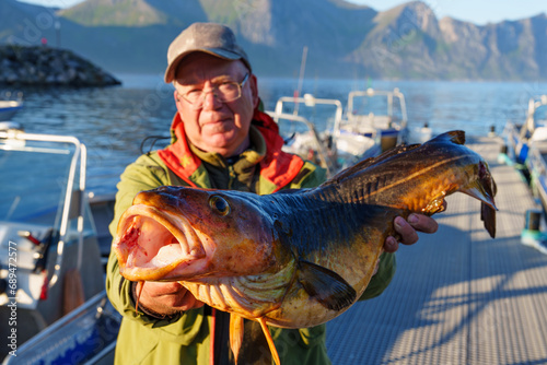 Male fisherman holding a huge fish Cod. Norway Fishing tourism. Senior fisherman in ocean, fjord fishing. Fishing in Lofoten, Senja, Alta, Tromso.