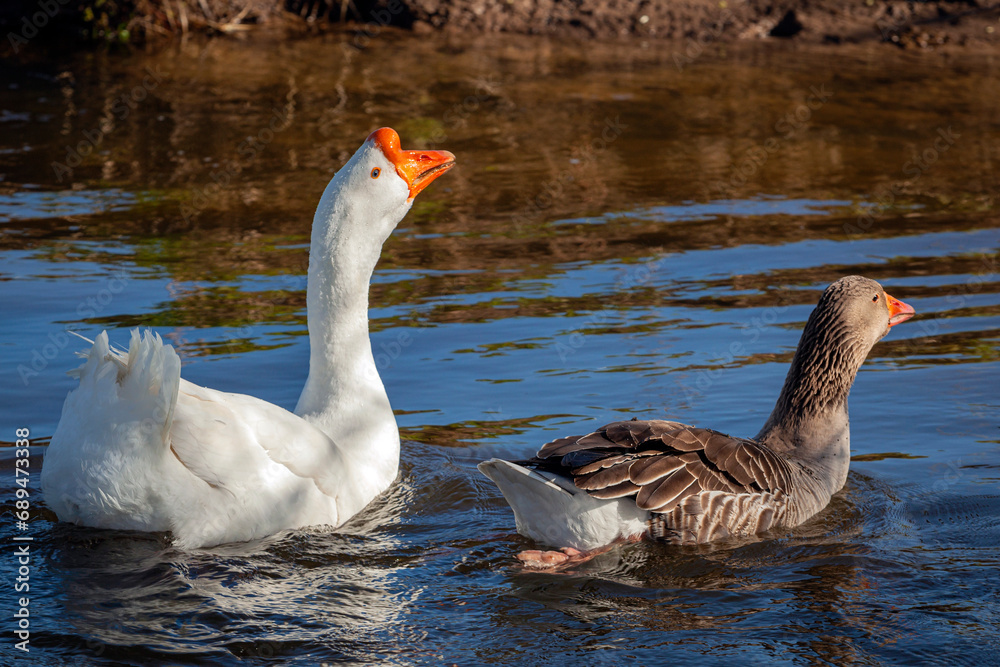 White goose and greylag goose swimming in a pond White goose and greylag goose swimming in a pond