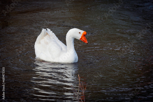 White goose swims in a pond