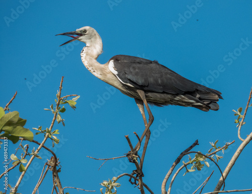 Pacific Heron in Queensland Australia