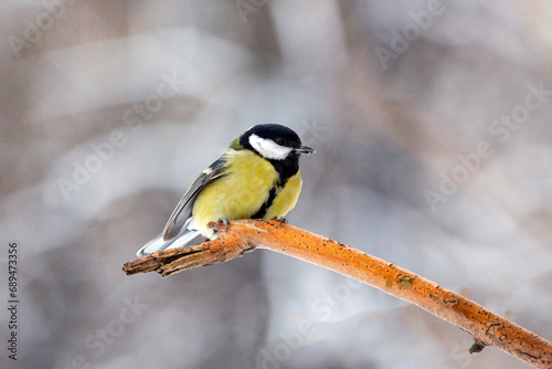 a bird of the Great Tit species sits on a branch. 