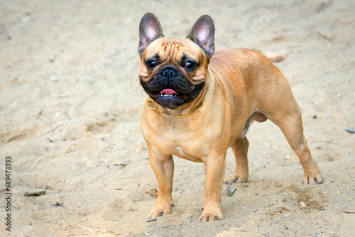 A French bulldog dog stands on a sandy field