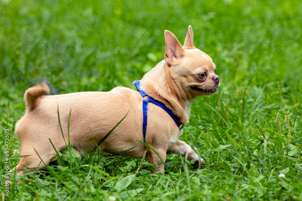 A Chihuahua dog in a Sunny clearing. Hot day.