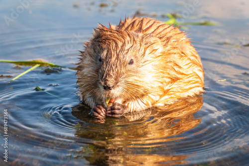 Portrait of a muskrat, ondatra zibethicus, rodent found in wetlands