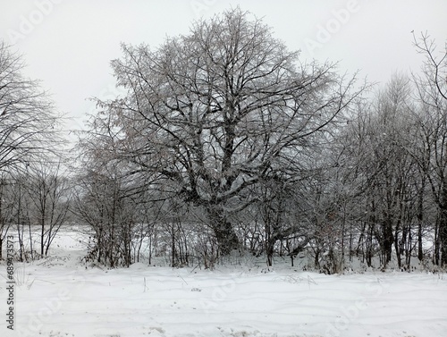 A beautiful chestnut tree in winter with frosted branches and a giant crown against a snowy white background. photo